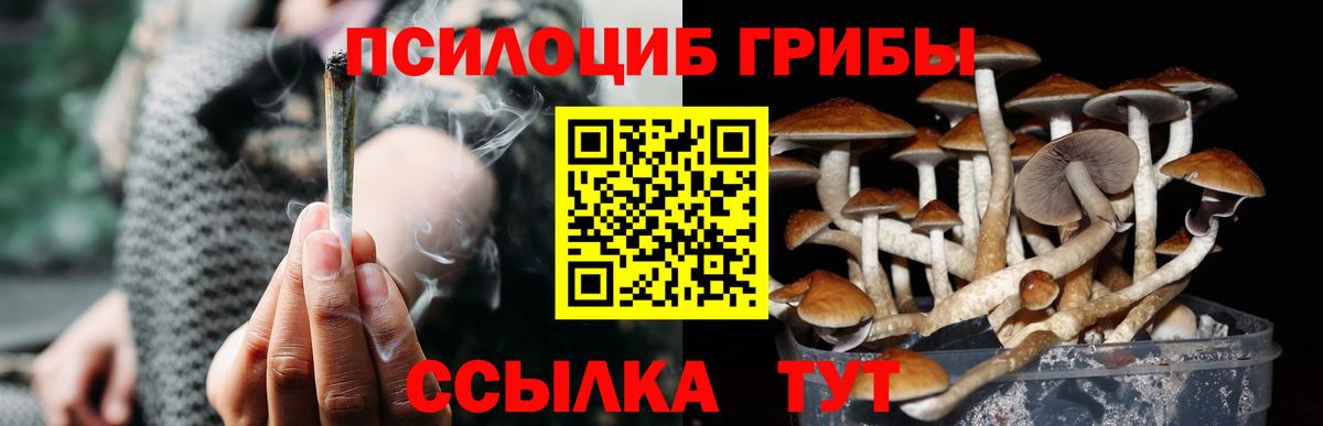Ртищево  Псилоцибиновые грибы прущие грибы  Вход с VPN  Псилоцибиновые грибы GOLDEN TEACHER 